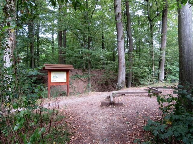 Der Ringwall der Frankenschanze ist entlang des Aufstiegs zur Heuchelberger Warte gut zu erkennen.