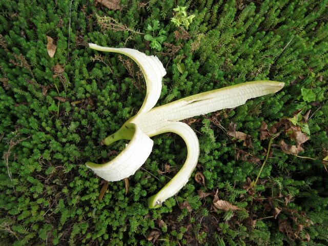 Mancher braucht sie auch nicht im Garten, denn die heimischen Regenwürmer, die für guten Kompost sorgen, gehen nicht an tropisches Obst. Deshalb gehören auch Orangenschalen nicht in die Biotonne.