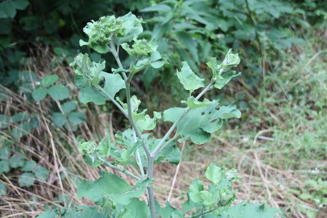 Die Pflanze setzt wie hier im Juni die Blüten und Früchte an.