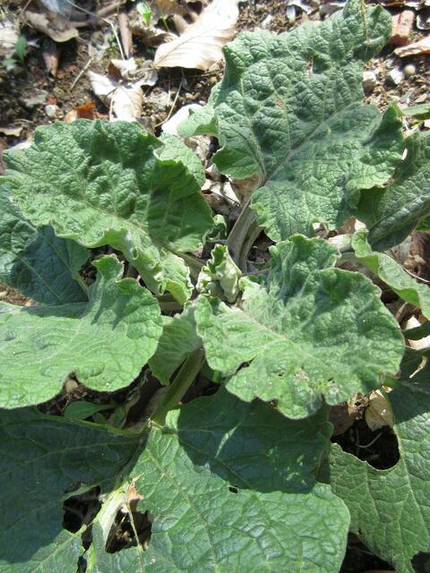 So sieht die Pflanze im April aus, wenn sie die ersten Blätter austreibt.