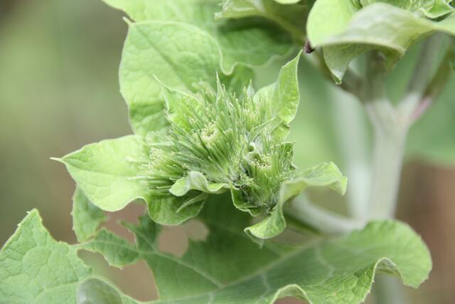 Eine Nahaufnahme der Kletten noch vor der Blüte.