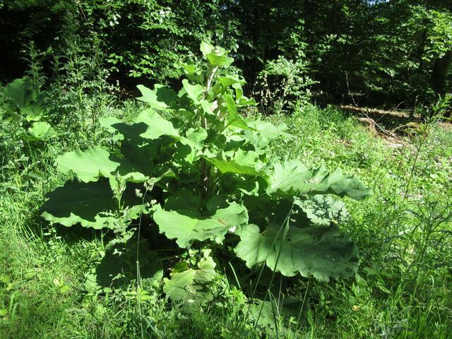 Im Mai 2018 am Schweinsberg aufgenommen. Da sind die Blätter schon richtig groß.