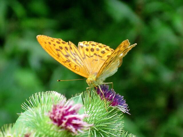 Dieser Kaisermantel verstand es Model zu stehen. Er drehte sich in alle Richtungen und erlaubte Aufnahmen.