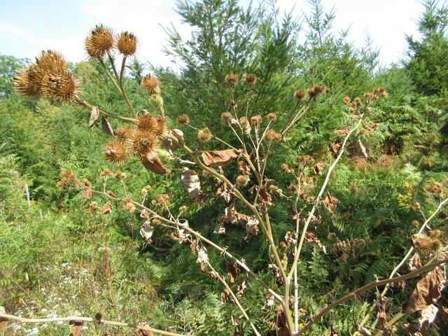Und weiter hinunter in Richtung Köpfertal auf einer Lichtung, wo viel Sonne hin kommt sind die Früchte bereit an der Kleidung oder am Fell von Tieren mit zu reisen und sich so weiter auszubreiten.