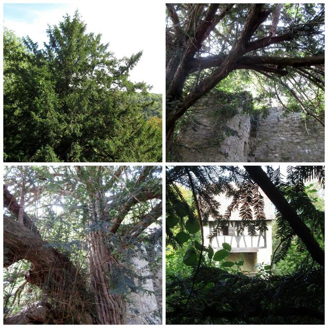 Die europäische Eibe ist die älteste Baumart Europas. Die Ausbreitung wurde früher verhindert, weil auch das gemeine Volk sich aus diesen Ästen gute Bogen machen konnte. Auch Ötzi hatte einen Eibenbogen bei sich. Inzwischen ist dieser stark giftige Baum auf der Roten Liste und deshalb etwas ganz Besonderes.