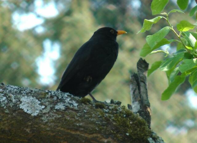 Amsel-Mann