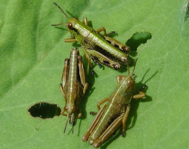 Feldheuschrecken