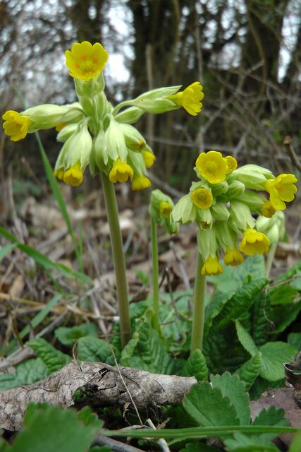 Wohlriechende Wiesenschlüsselblume