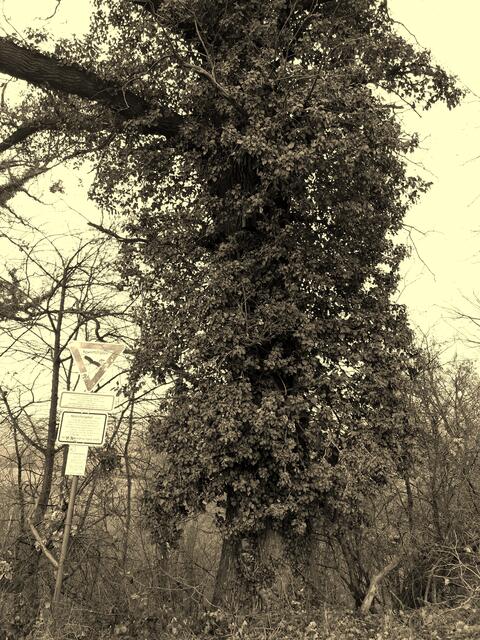 Das Naturdenkmal, das wohl "geheim" ist, jedenfalls findet man im Internet keine Beschreibung oder auf Karten einen Standort eingezeichnet.