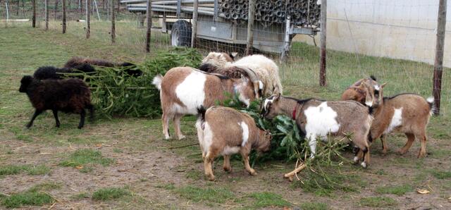 Erste Station waren die Ziegen beim Weingut Seybold, sie wurden gerade gefüttert mit Weihnachtsbäumen.