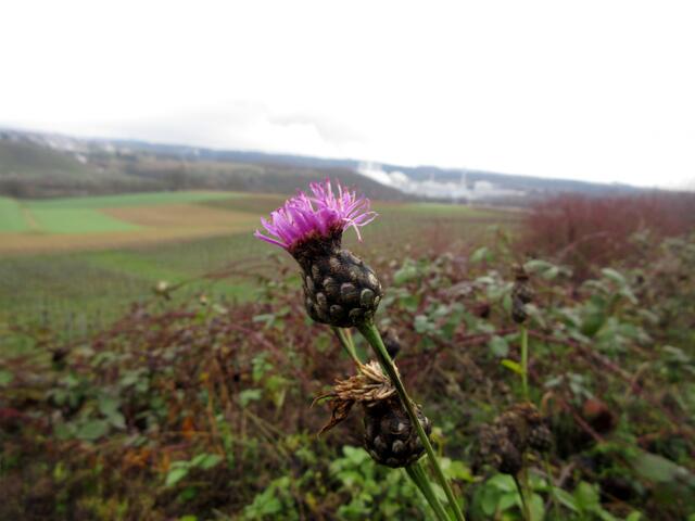 Eine am 31.12. noch blühende Flockenblume.