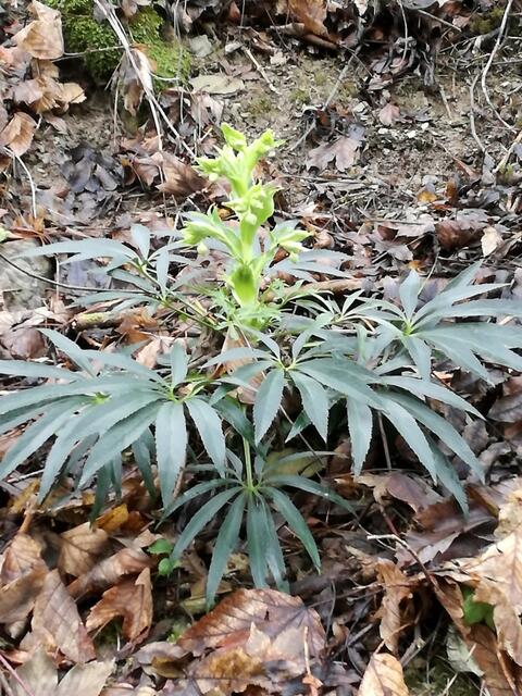 Im Kaywald findet man den stinkenden Nieswurz häufig. Die ersten Knospen sind da. Die Pflanze blüht im späten Winter. | Foto: Margitta Hauck