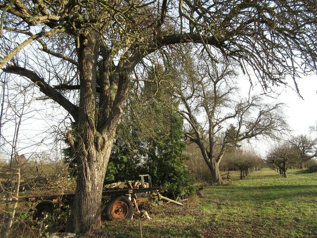 Auch das gehört zum Mostbirnenweg
