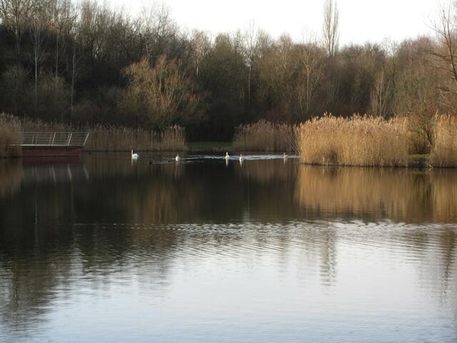 Eine große Schwanenfamilie