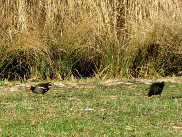 Teichrallen oder Teichhühner (Gallinula). Trotz dem schlichten Gefieder erregen sie Aufmerksamkeit durch die roten Schnäbel und gelben Beine.
