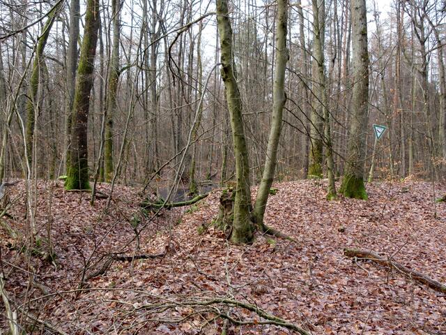Die Feuchtgebiete am Württemberger Weg. (ND)