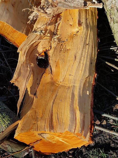 Schönheit in Holz