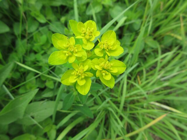 Die Warzenwolfsmilch (Euphorbio verrucosa) hat den Namen von den warzigen Kapselfrüchten. 19. Mai 2018 in Königshofen fotografiert.