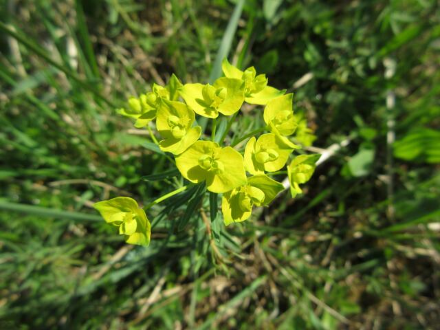 Wolfsmilch 2018-04-17 Waldheide