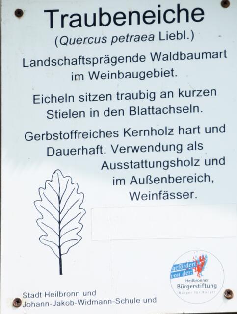 Auf den Schildern dann das Blatt. Hier haben Schüler der Johann-Jakob-Widmann-Schule daran gearbeitet und die Bürgerstiftung stellte wohl das Material. Den hier beschriebenen Gerbstoff kann man gut wahrnehmen, wenn man auf Wanderungen an einem Stapel frisch gefälltem Holz vorbeigeht und es nach Essig riecht.