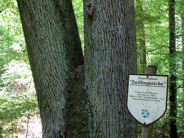 Große Eichen sind oft als Naturdenkmale ausgewiesen. Diese Zwillings-Eiche steht oberhalb von Hölzern. Zwillings-Bäume entstanden früher oft dadurch, dass das Holz früh geschlagen wurde und der noch junge Baum dann doppelt austrieb oder einfach weil zwei Bäume ineinander gewachsen sind.