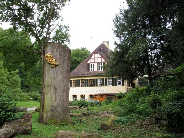 Das in Heilbronn berühmteste Exemplar einer Eiche wurde gefällt und als Totholz liegen gelassen. Sie war etwa 350 Jahre alt.
