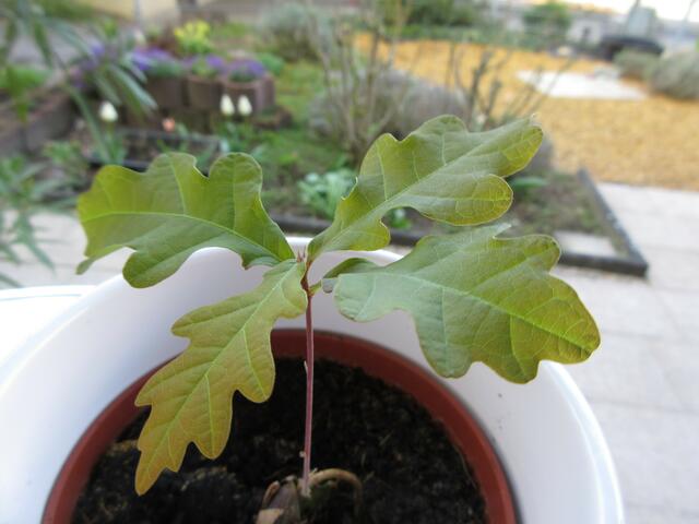 Das Bäumchen im April (7.). Der Stamm nun nicht mehr grün und die Wurzel ist gut in der Erde angekommen und wird auch stärker um den Baum zu halten.