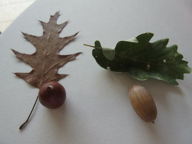 Vergleich, links die amerikanische Spitzeiche und rechts Blatt und Frucht der Traubeneiche.