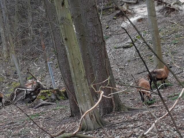 Wildpark Bad Rappenau