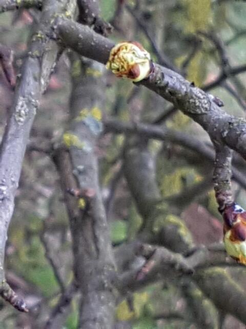 Es knospt