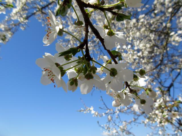 Blüten vor blauem Himmel