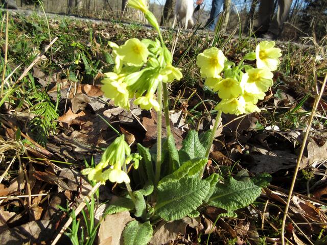 Die ersten Waldschlüsselblumen