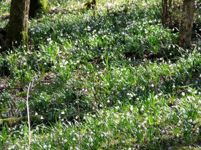 Der Boden im Märzenbecherwald ist weiß.