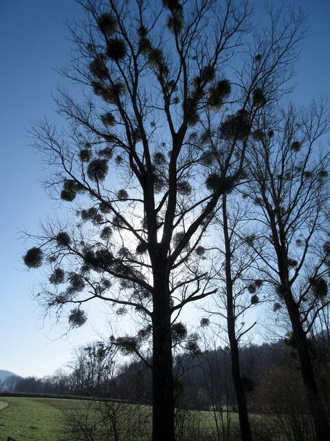 Misteln im Gegenlicht