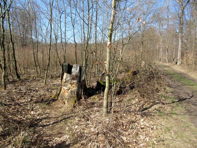 Eine Sage erzählt von der Salzeiche, dass Schmuggler nachts im Schutz der alten Eiche das Salz in kleine Schultersäcke verpackt haben, um es in der Umgebung zu verkaufen.            http://www.wir-wandern-gerne.de/tag/salzeiche/