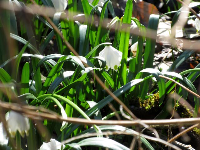 Eigentlich ist der Name "Märzglöckchen" viel schöner wie Märzenbecher. Oder Frühlingsknotenblume? Die Namen sind vielfältig.