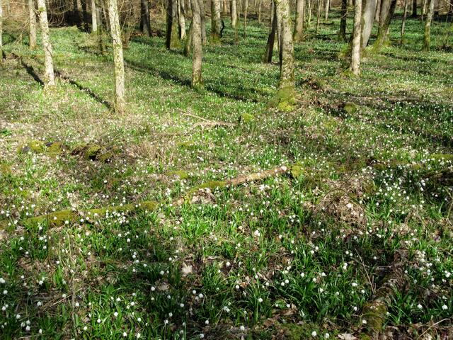 Nun ist der Märzenbecherwald erreicht.