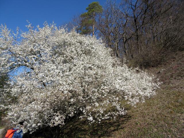 Eine besonders große Schlehe oder doch eine Kirsche? Beide wären eigentlich erst im April dran. Und warum da eine Person drin steckt? Unter diesem Busch zu stehen und die Bienen summen zu hören... einfach unbezahlbar.