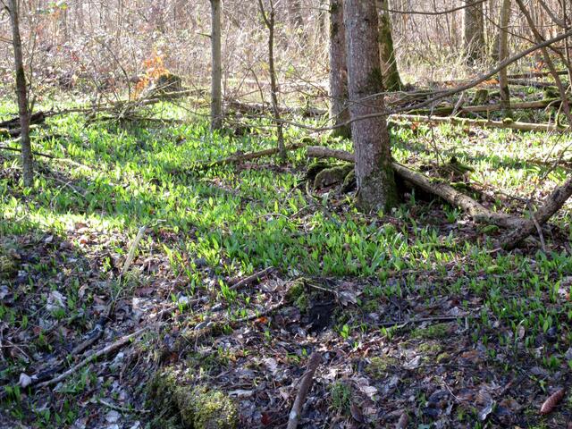 Der Bärlauch bildet im Auenwald einen grünen Teppich aus.