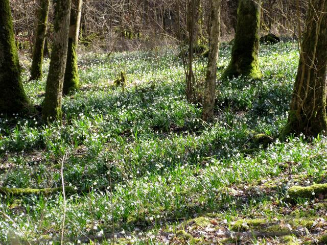 Wo man hinschaut, ein Blütenmeer