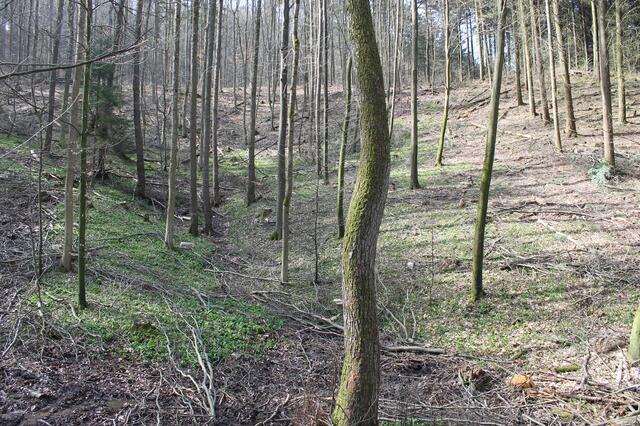 Kochert