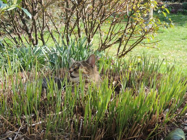 Osterhase im Nest????