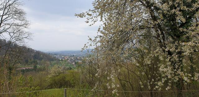 Blick auf Weinsberg