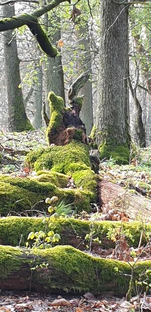 Sieht das nicht wie ein Osterhase aus ?