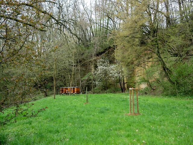 Die Bienen haben im Naturschutzgebiet ein reichliches Angebot.