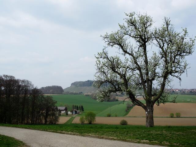 Von der Anhöhe Siegelhausen, wo die Freiheit steht, sieht man schon hinüber zum Lemberg.
