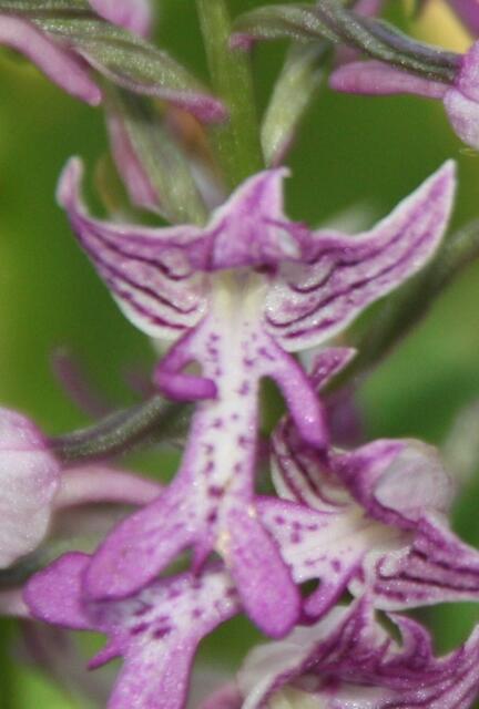 Hier in der Vergrößerung wird es zwar ein wenig unscharf, aber man kann sich gut vorstellen, wie die Orchidee zu ihrem Namen kam. 2017-05-27, Mosbach