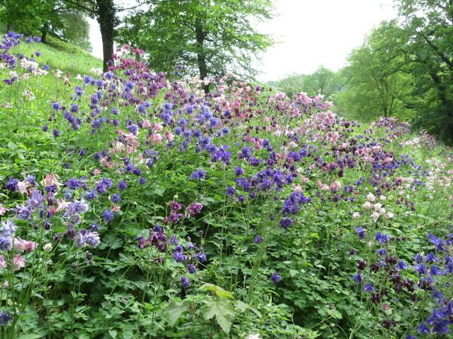 Das ist nur ein kleiner Ausschnitt. Der komplette Hang ist voll mit Blüten in allen Farbschattierungen.