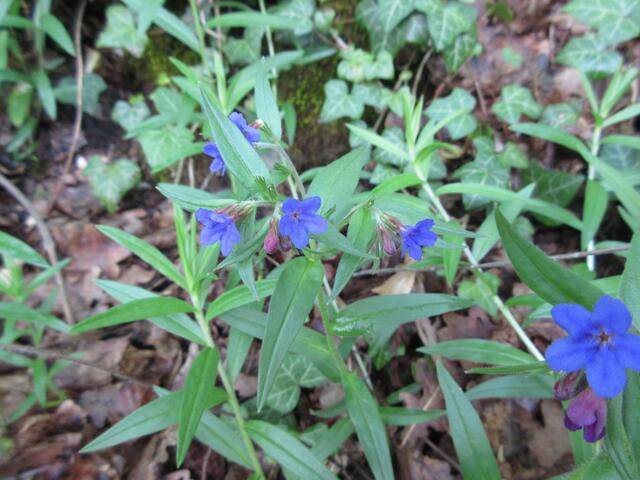 Es ist ein ganz besonderes Blau, was den Steinsame auszeichnet. 5.5.2019 Leudelsbachtal