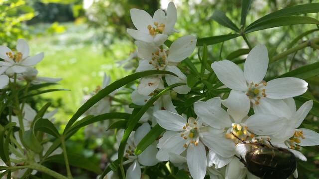 Rosenkäfer, selten gesehen